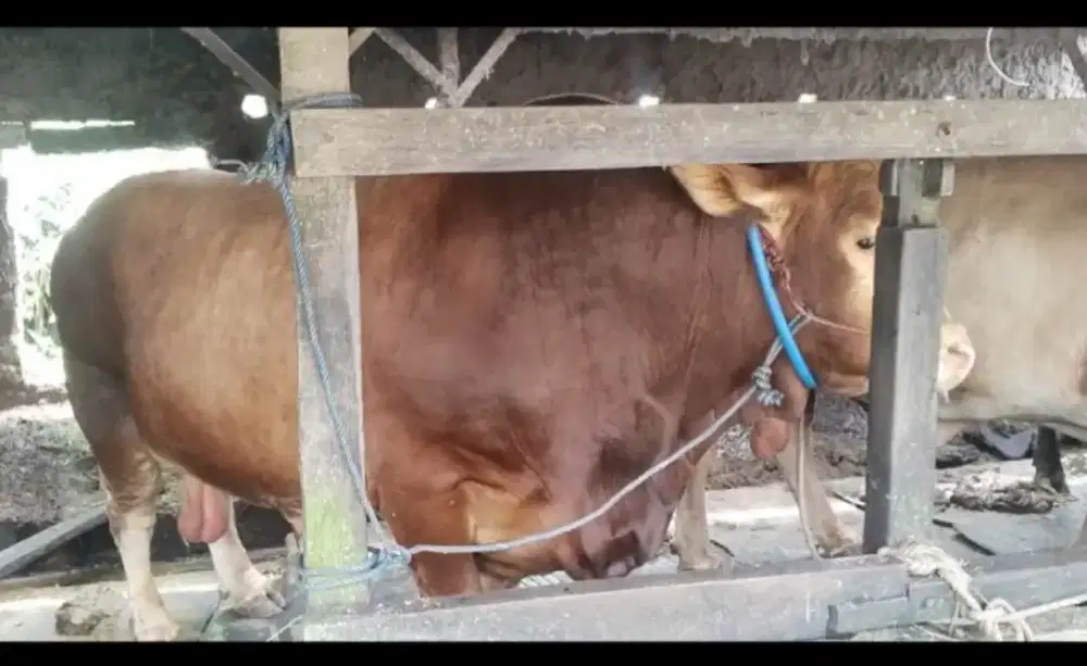 Sapi Qur'ban Ukuran Jumbo Bb 1 Ton ++