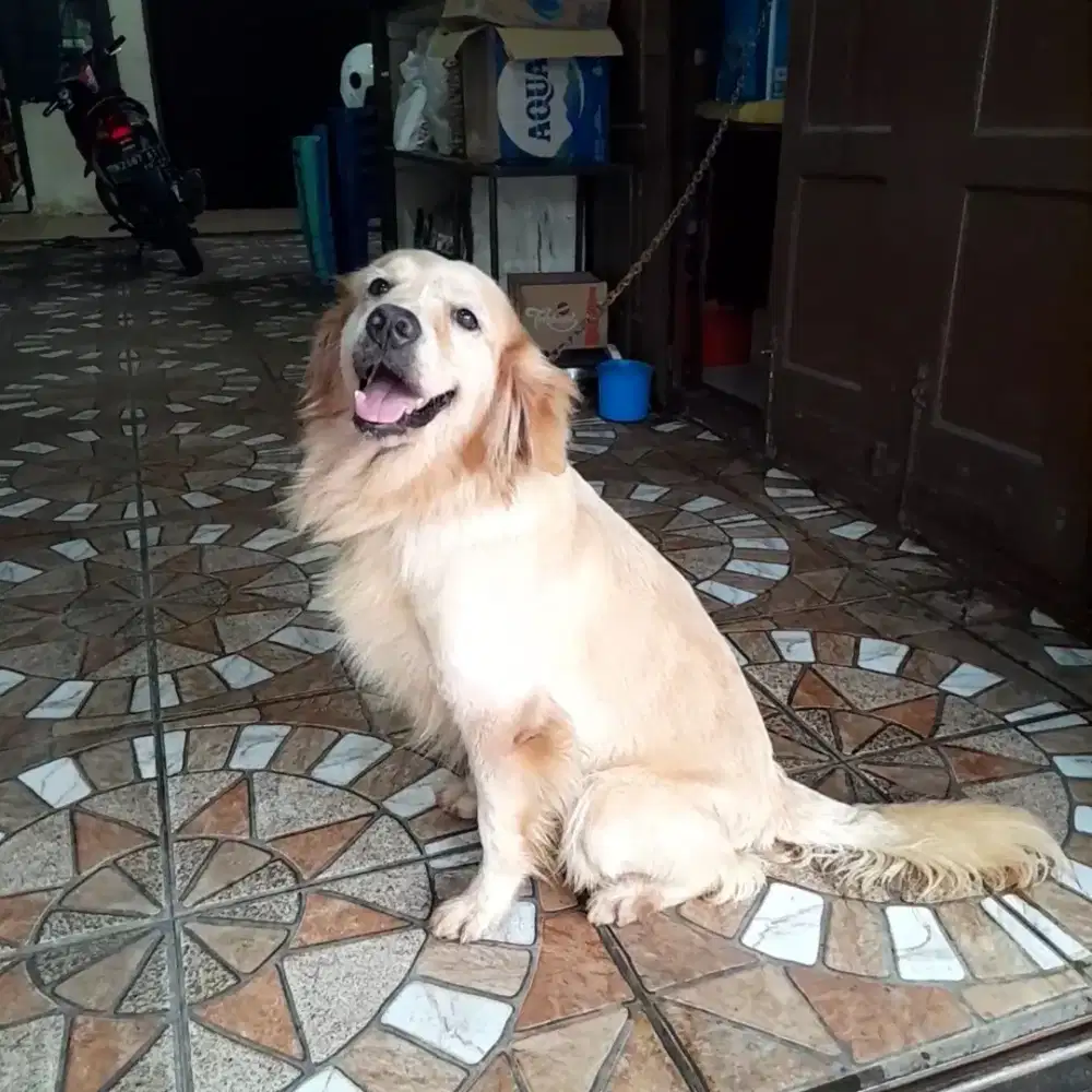 Golden Retriver Betina