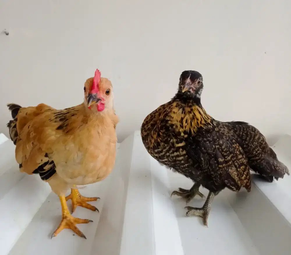 Anak ayam kate sejodoh