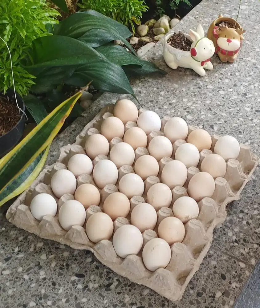 TELUR KAMPUNG OMEGA 3