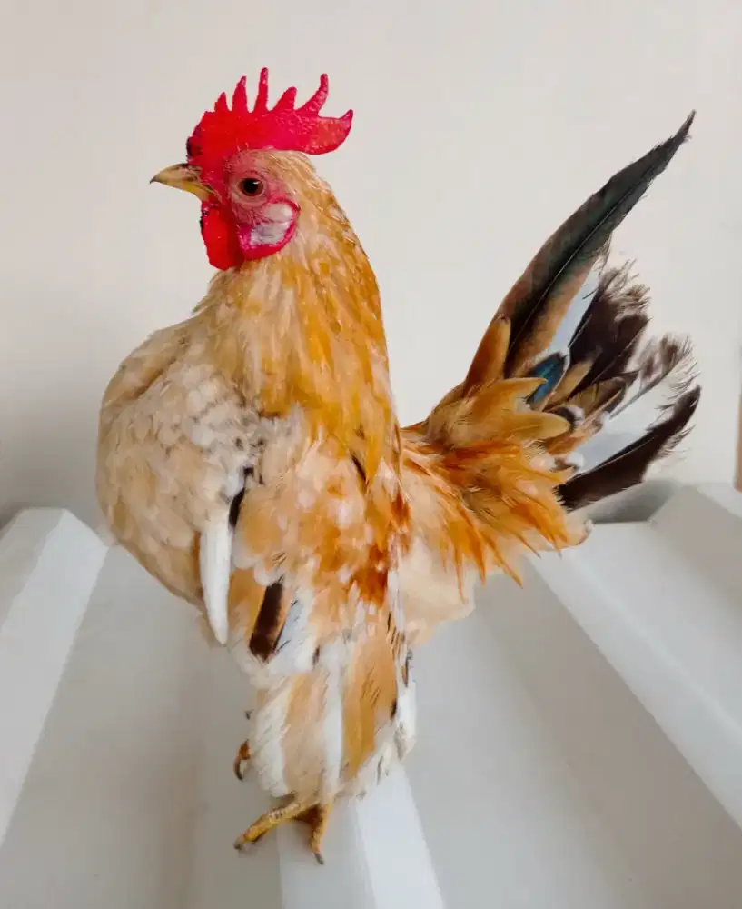 Ayam Serama Jantan Super Mini