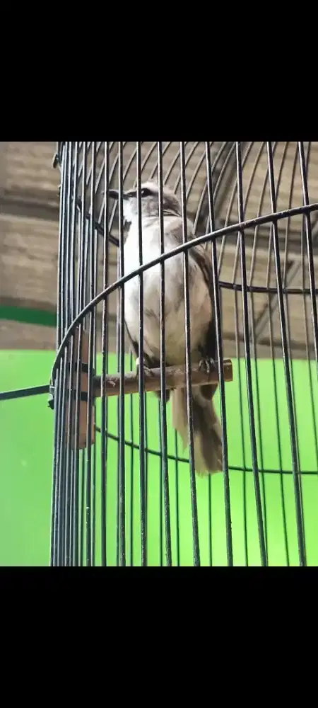 Trucukan pake Ring..