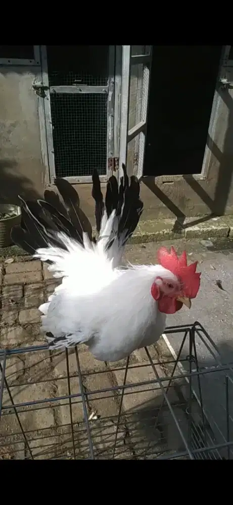 Kate Chabbo blacktail