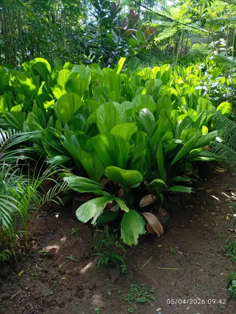 Jual tanaman harga proyek