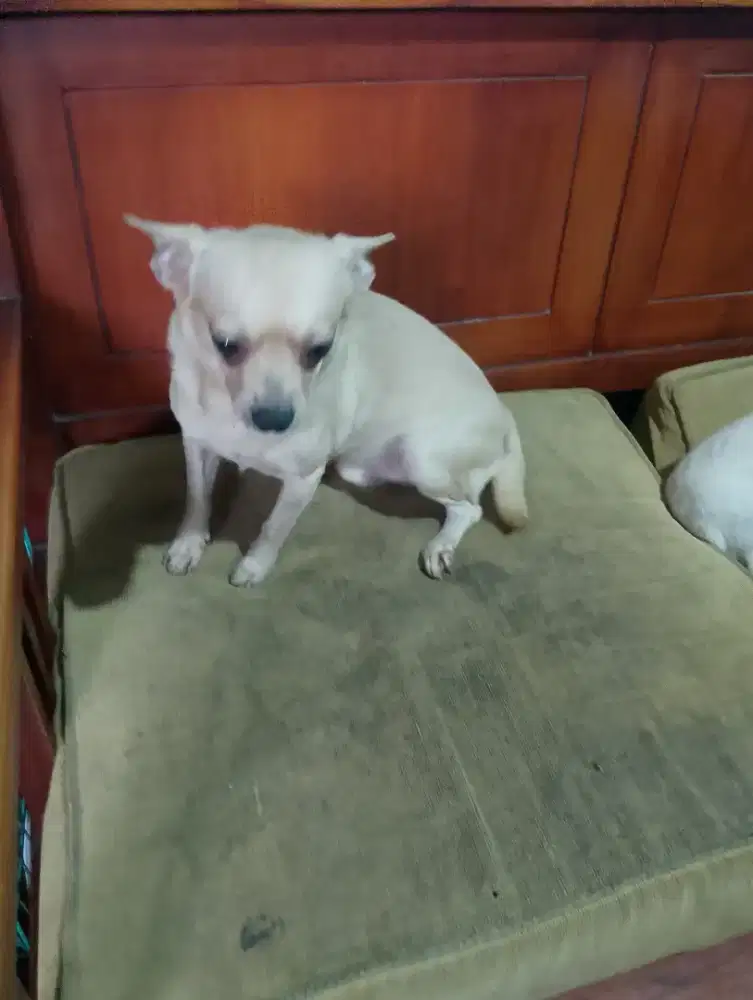 Open adop anak Ciwawa mix