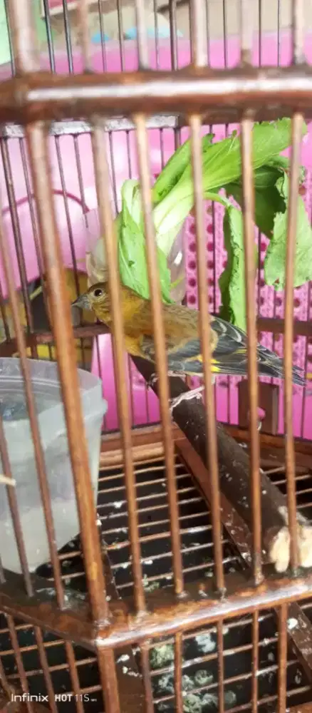 Redsiskin klasik jantan 1,5 bulan