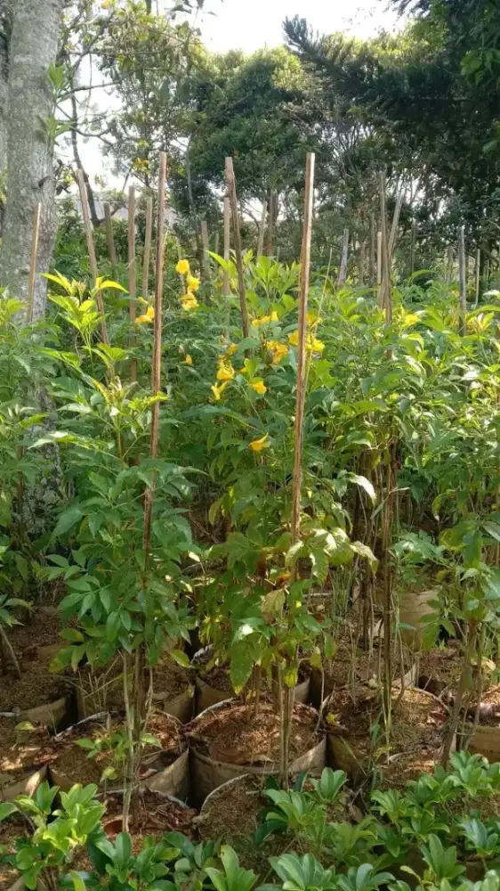 Jual tanaman hias HARGA GROSIR