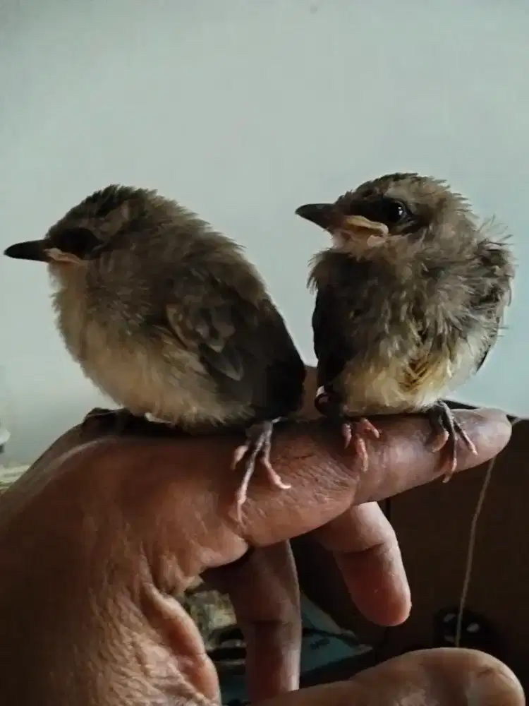 Dijual Anakan Crucukan