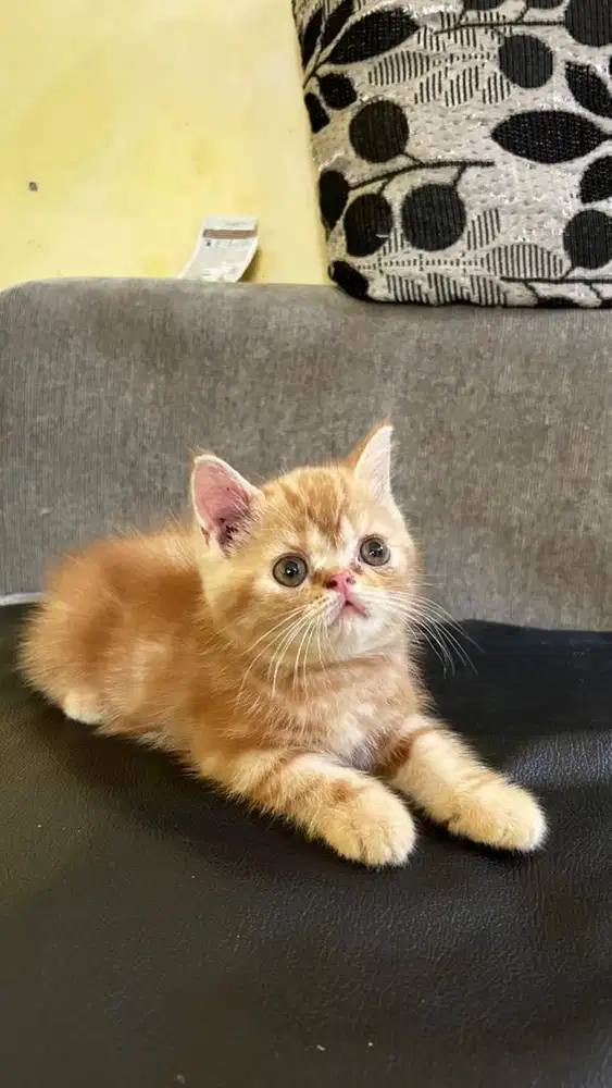 Persia Exotic Shorthair