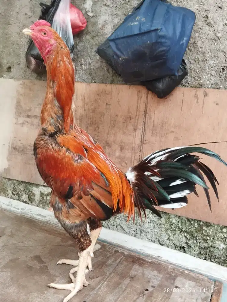 Ayam bangkok muda