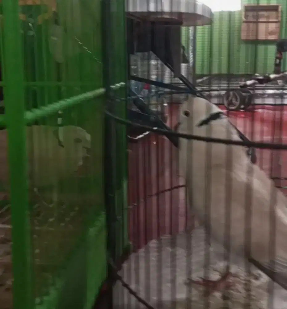 Puter peluang gacorrrrr pagi siang sore malam jantan