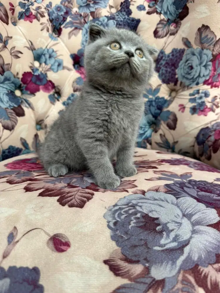 Scottish Fold Pedigree WCF Line (male)