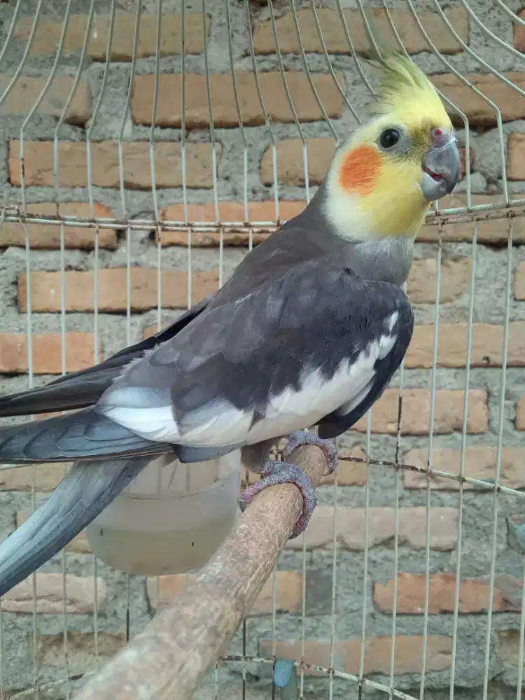 Burung parkit jantan dewasa