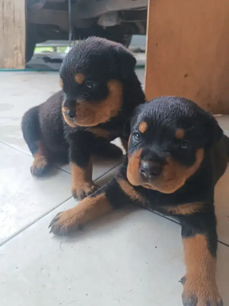 ANAK ANJING RODWELER