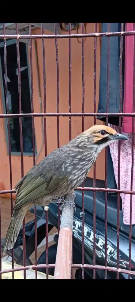 Cucak rowo bige long mapan