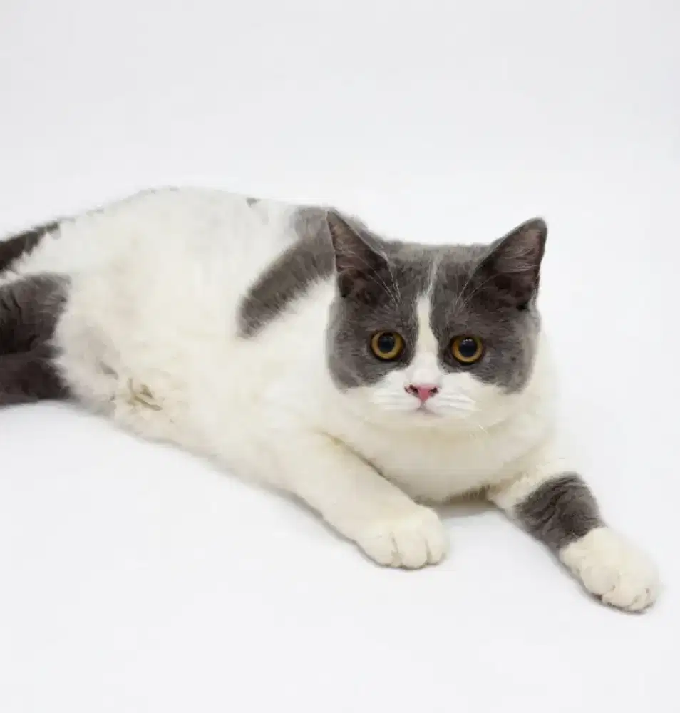 BSH Bicolor Blue Female