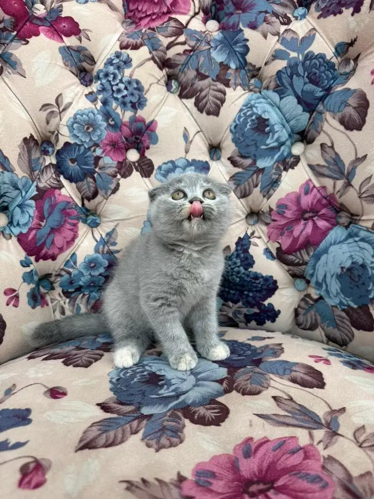 Scottish Fold Pedigree (Female)