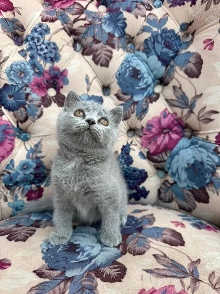 Scottish Fold Pedigree Line WCF (Female)