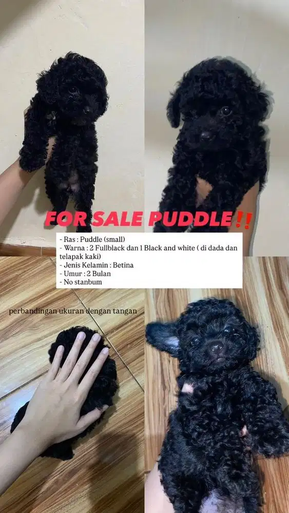 Puppy Black Poodle Lucu Gemoy