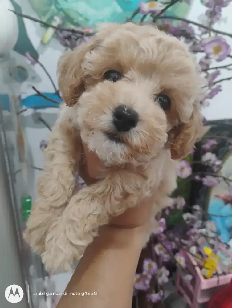 Anjing Poodle Betina usia 1,5 bulan lucu
