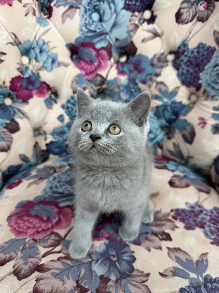 Scottish Fold Pedigree WCF Line (Male)