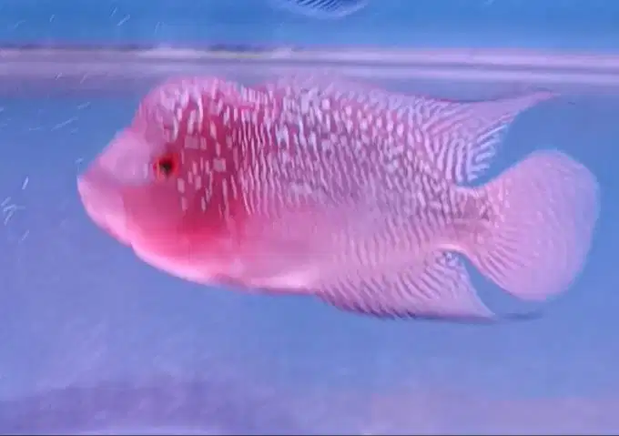 ikan louhan kamfa lokal di Medan.