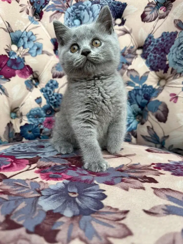Scottish Fold Pedigree WCF Line (Female)