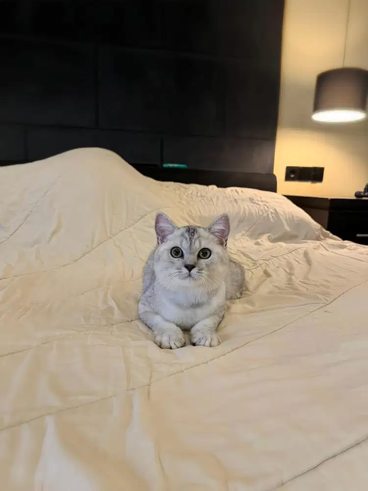 Kucing British Shorthair Silver MALE BSH SF