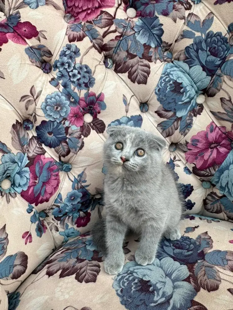 Scottish Fold Pedigree WCF Line (Female)