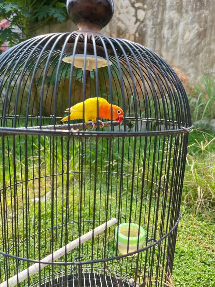 Lovebird lutino
