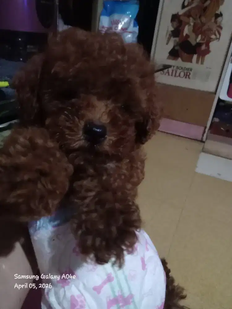 Dijual cepat puppy Red Pudlle sehat lucu surat lengkap + kandang