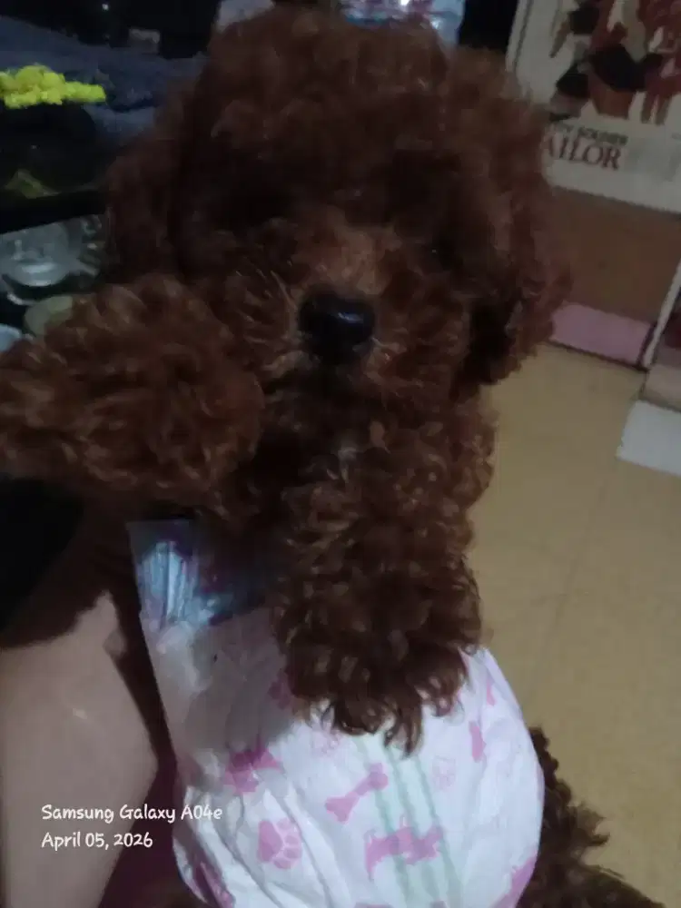Dijual cepat puppy Red Pudlle sehat lucu surat lengkap + kandang