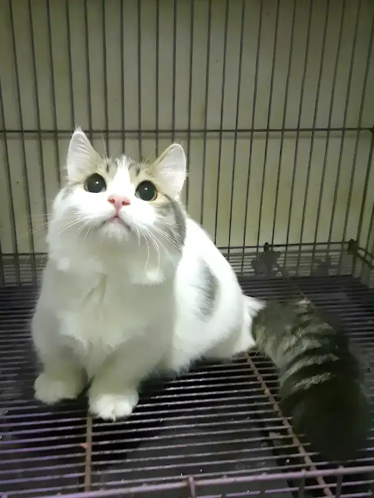 Munchkin jantan 7 bln