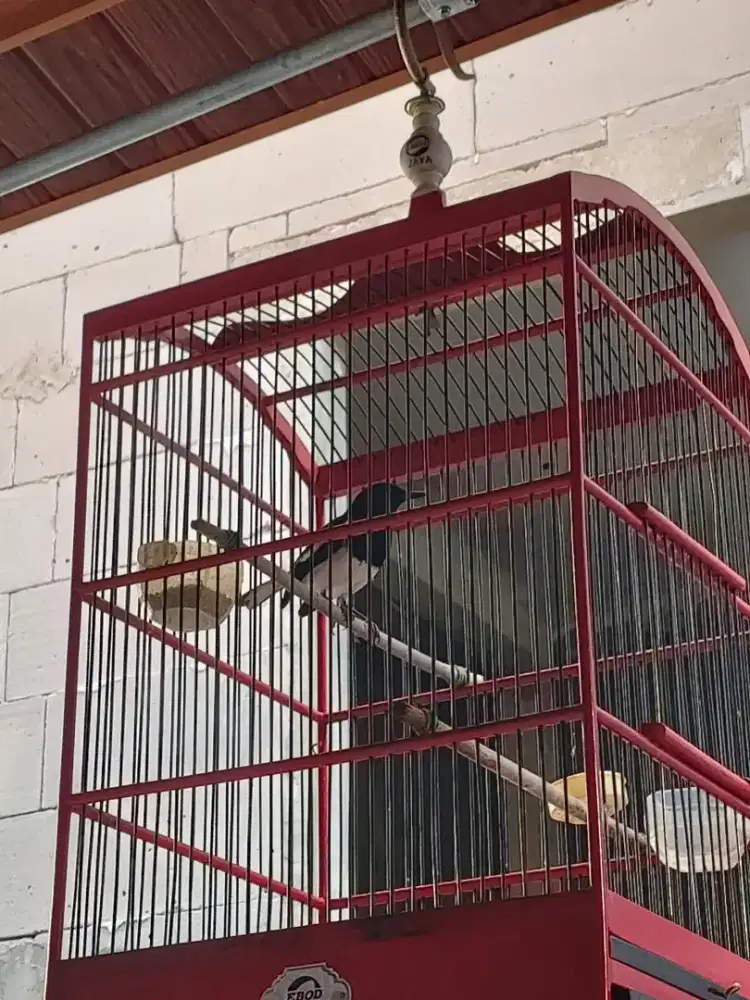 Jual burung kacer fullset