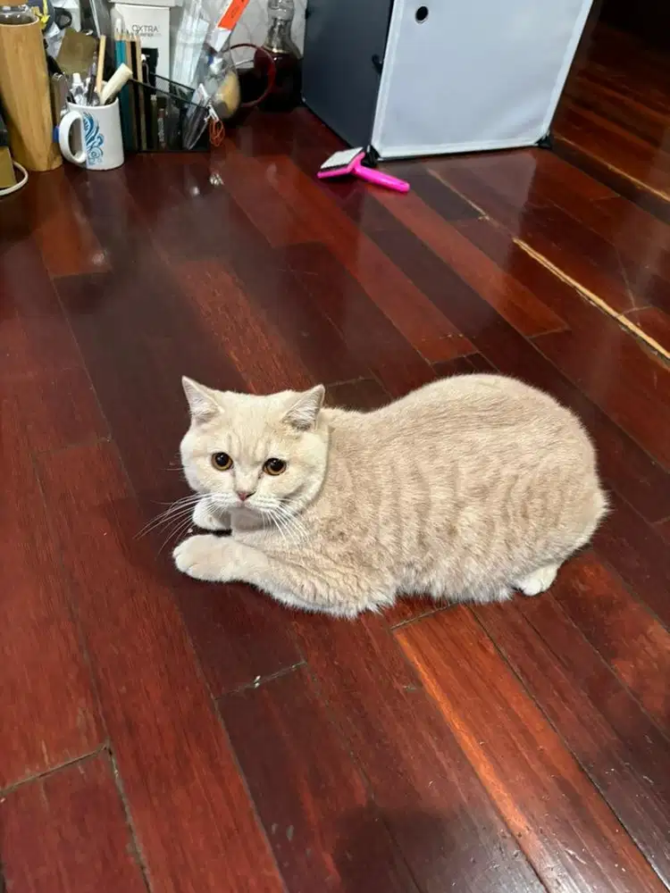 kucing BSH British Shorthair