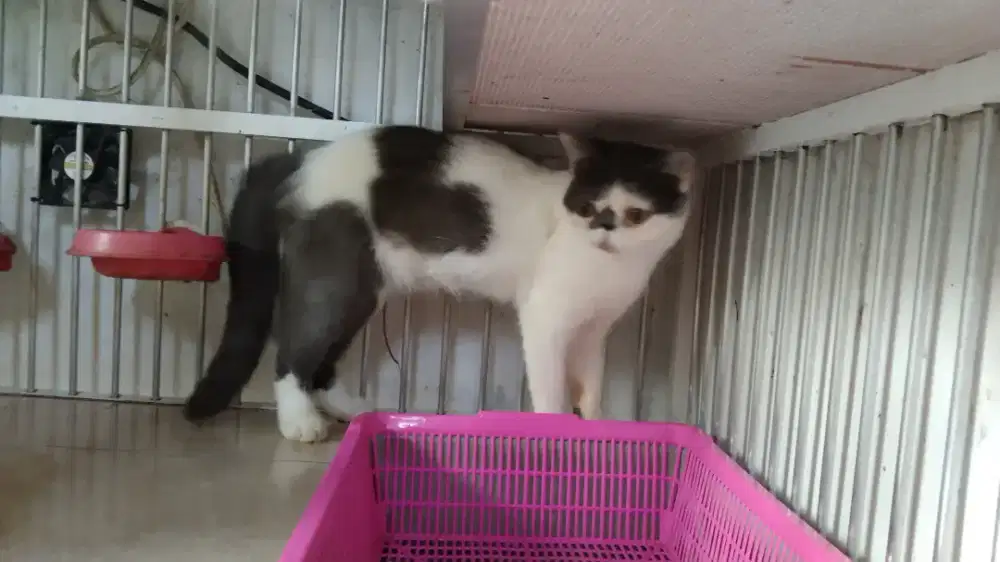 Kucing Persia Exotic Short Hair Betina