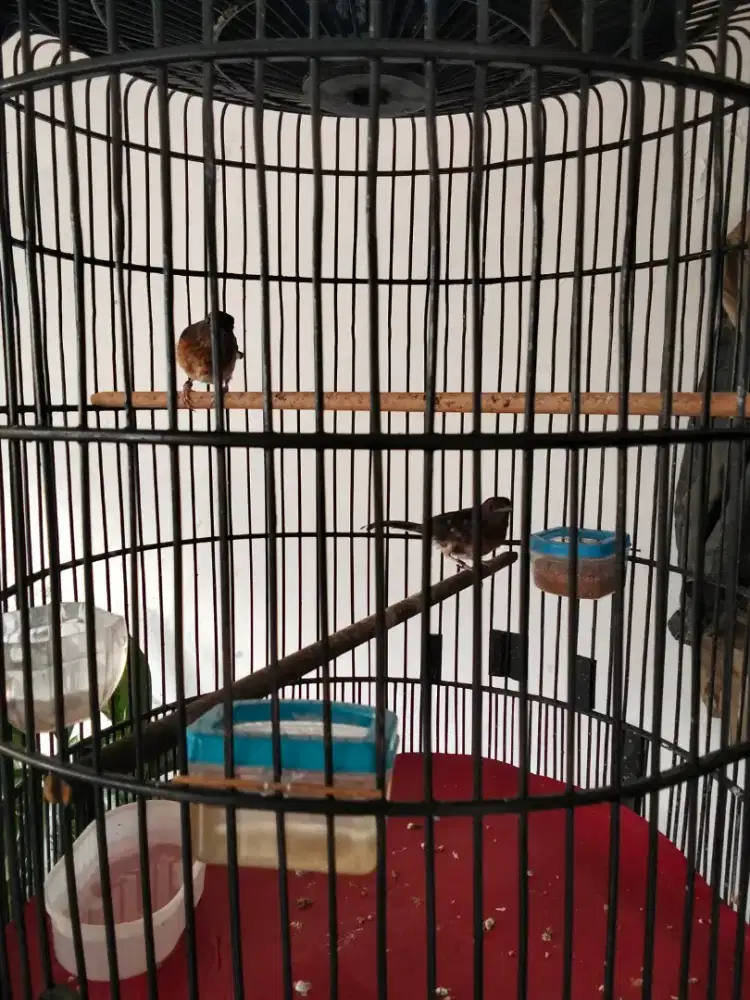 Dijual 2 ekor anakan muray trotol Trach figther