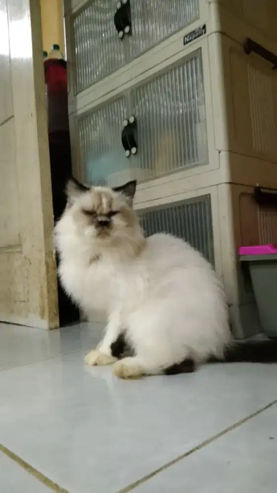 Kucing Himalaya Flatnose Betina