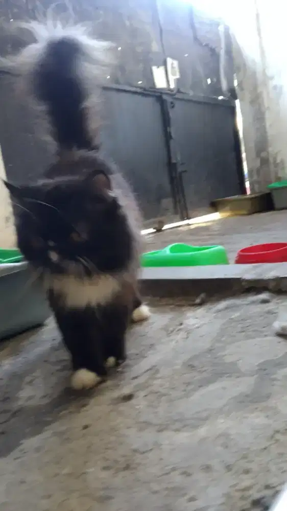 Kucing Persia Peaknose