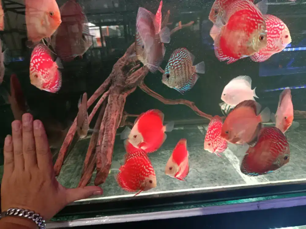 Ikan Discus ,Cantik ,sehat mulus depok