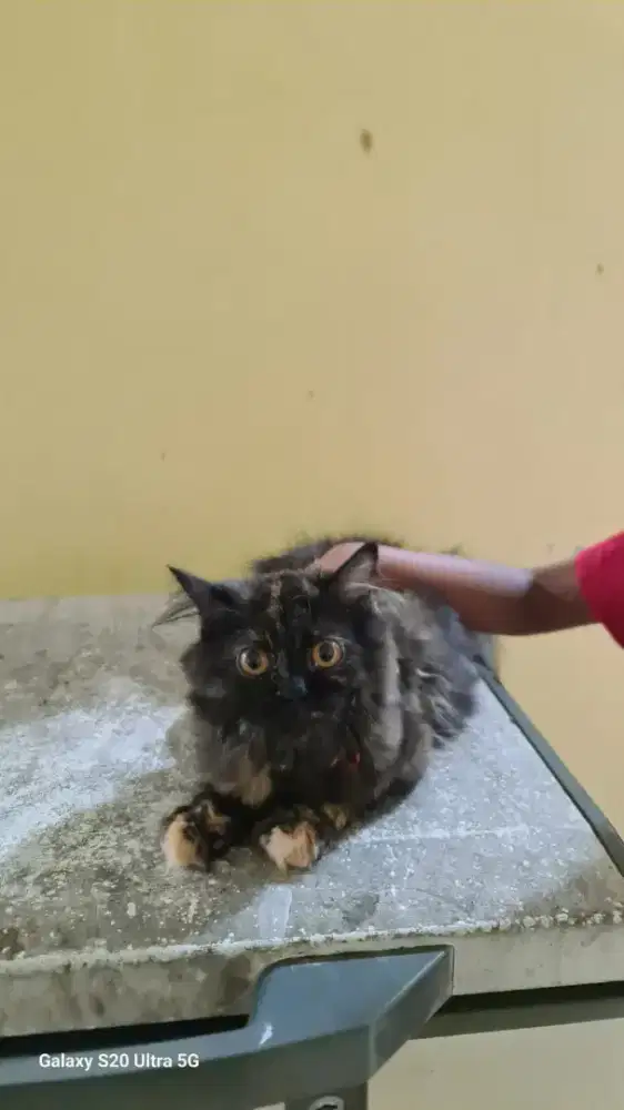 Di lepas persia medium betina