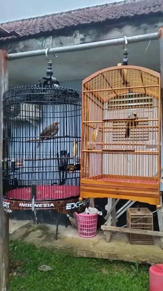 Cucak rowo sepasang gacor nyetel