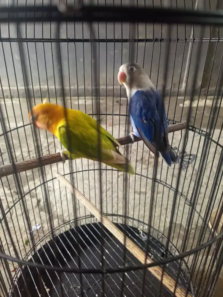 Jual burungnnya aja Love bird pasangan