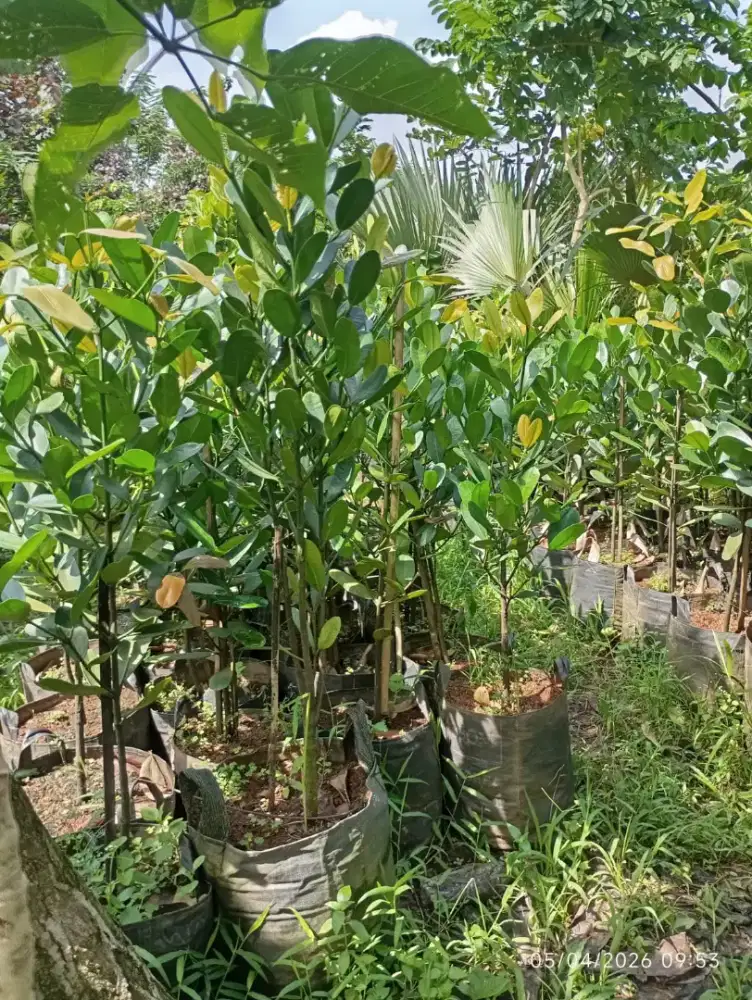 Jual tanaman - Harga proyek