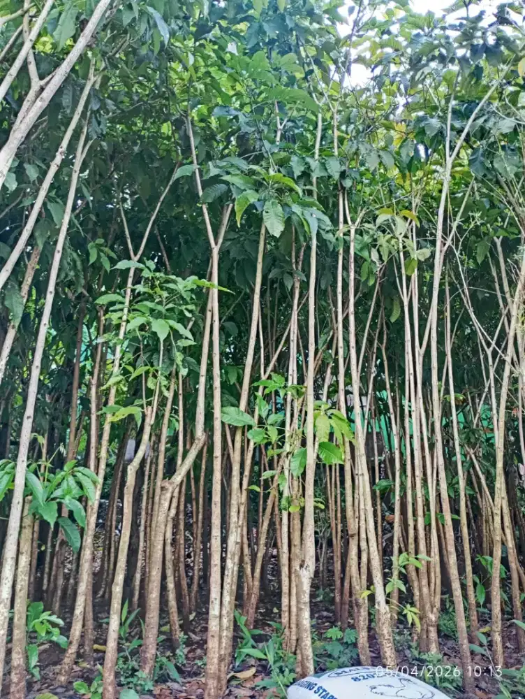 JUAL TANAMAN - Harga petani