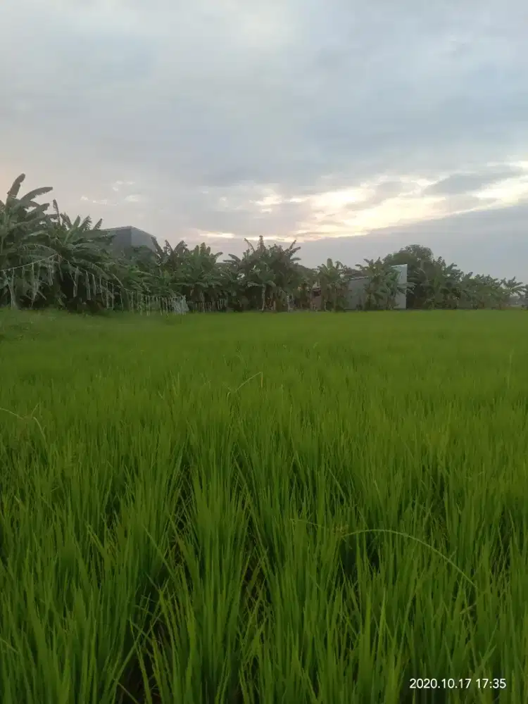 Jual tanah kavling berbentuk sawah