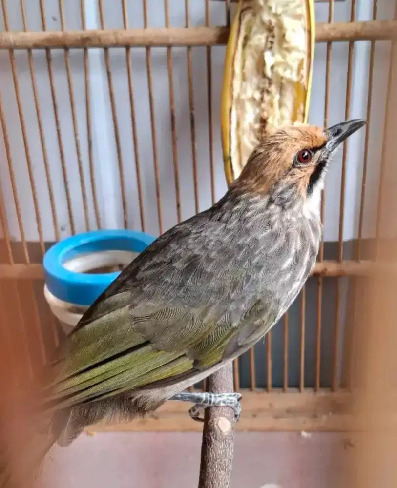 Cucak rowo jantan body besar gacoran