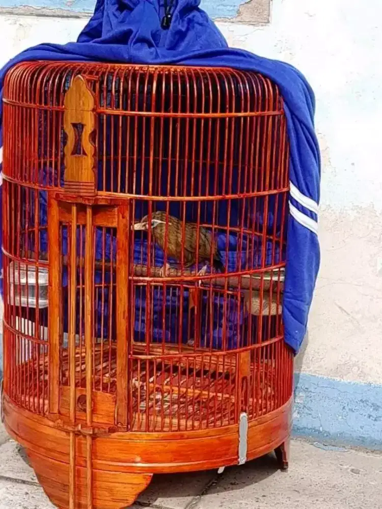 Wambi MH jantan mulus