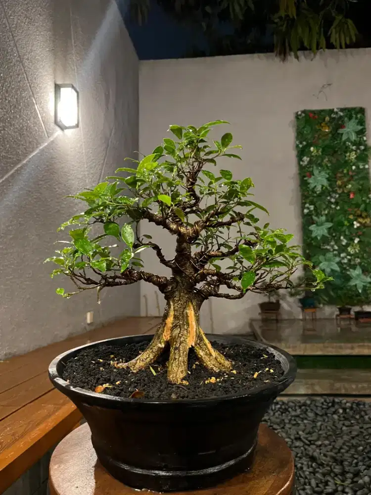 Bonsai beringin kimeng small