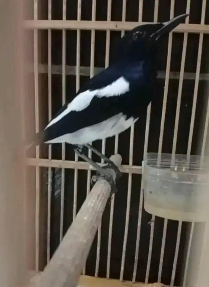 Kacer MH mulus rajin bunyi